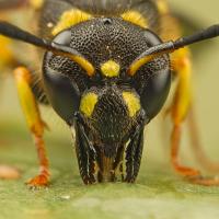 Potter Wasp 3 